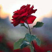 Audiotour 'Liefde die over rozen gaat'