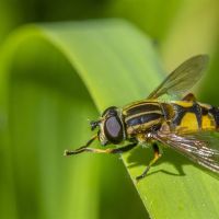 Radboudlezing: Automatische monitoring van insecten met slimme camera’s